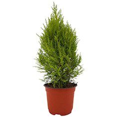 ÁRBOL NATURAL CEDRO LIMÓN 50 X 23 CM CON MACETA DE PLÁSTICO