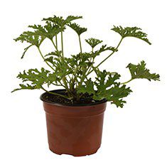 CITRONELA NATURAL SOL DIRECTO 6 PULGADAS CON MACETA DE PLÁSTICO